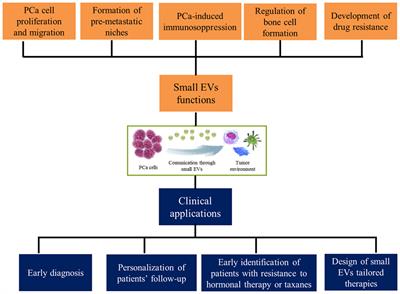 Exploring Small Extracellular Vesicles for Precision Medicine in Prostate Cancer